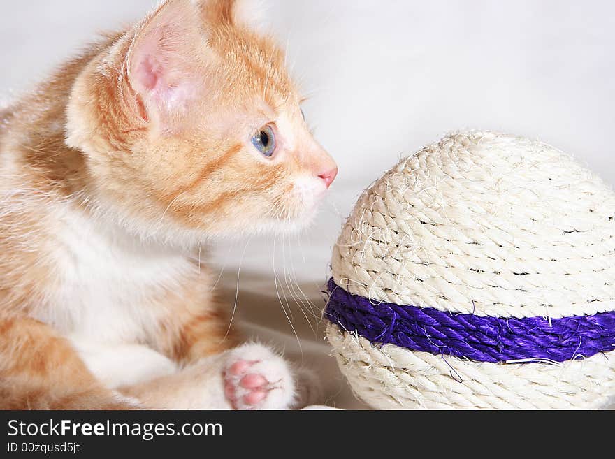 Red playful kitten with ball