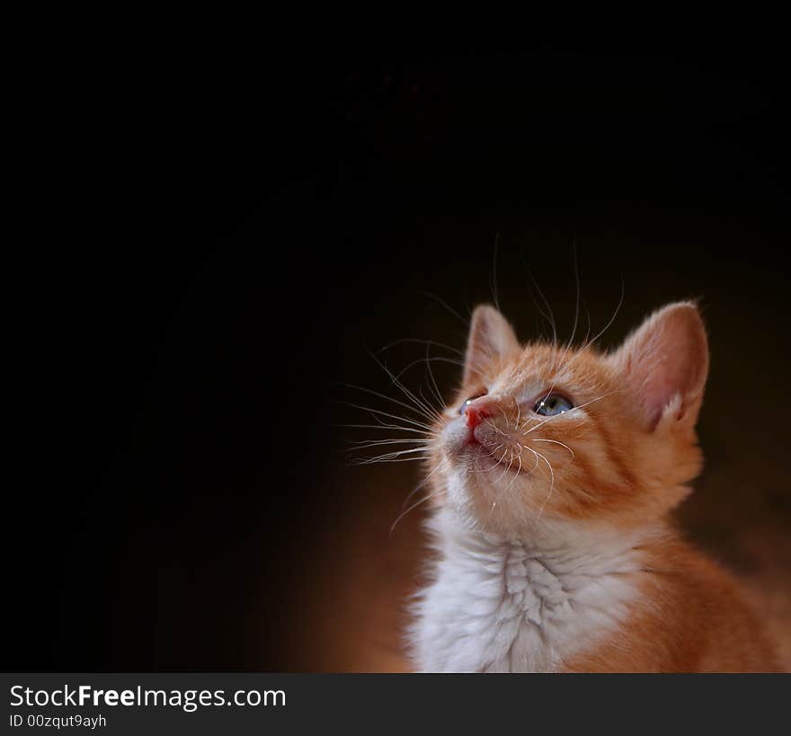 Red fluffy kitten on black background