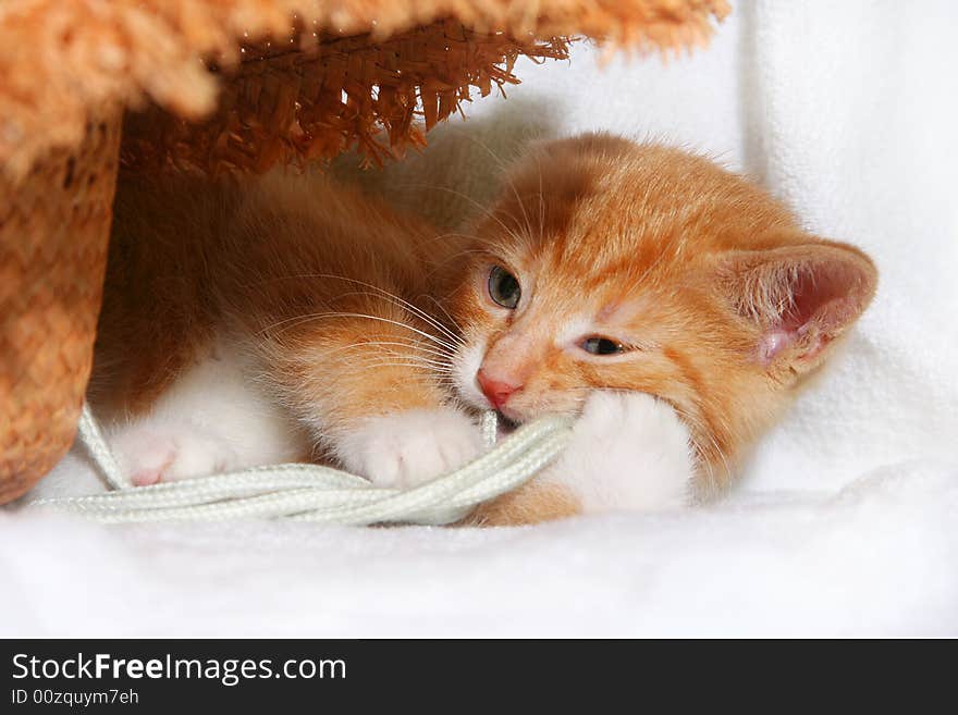 Red playful kitten on white background. Red playful kitten on white background