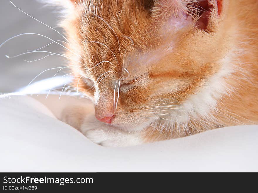 Red kitten on white background. Red kitten on white background