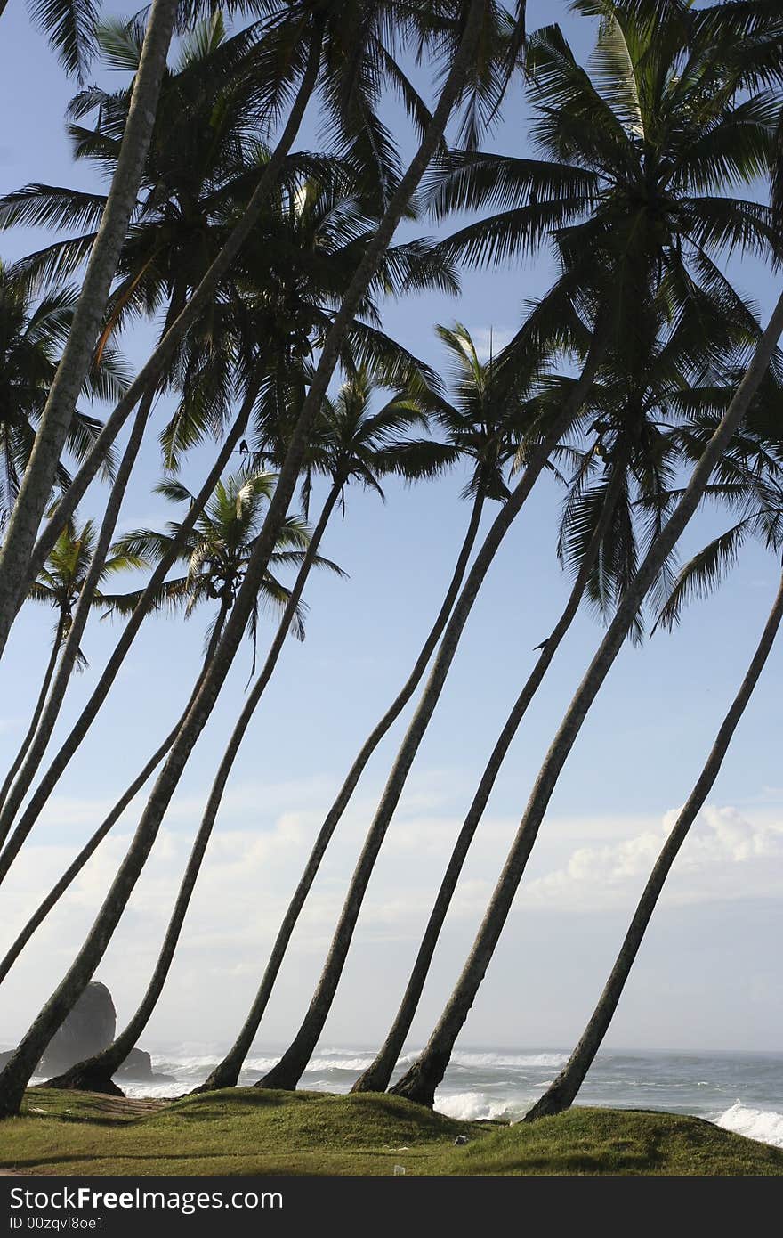 Tall, sloping palm trees by the beach in the south of Sri Lanka. Tall, sloping palm trees by the beach in the south of Sri Lanka