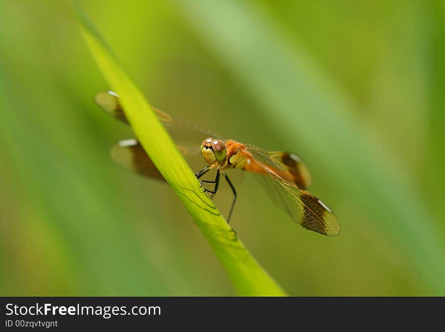 Dragonfly with a grass sword. Dragonfly with a grass sword