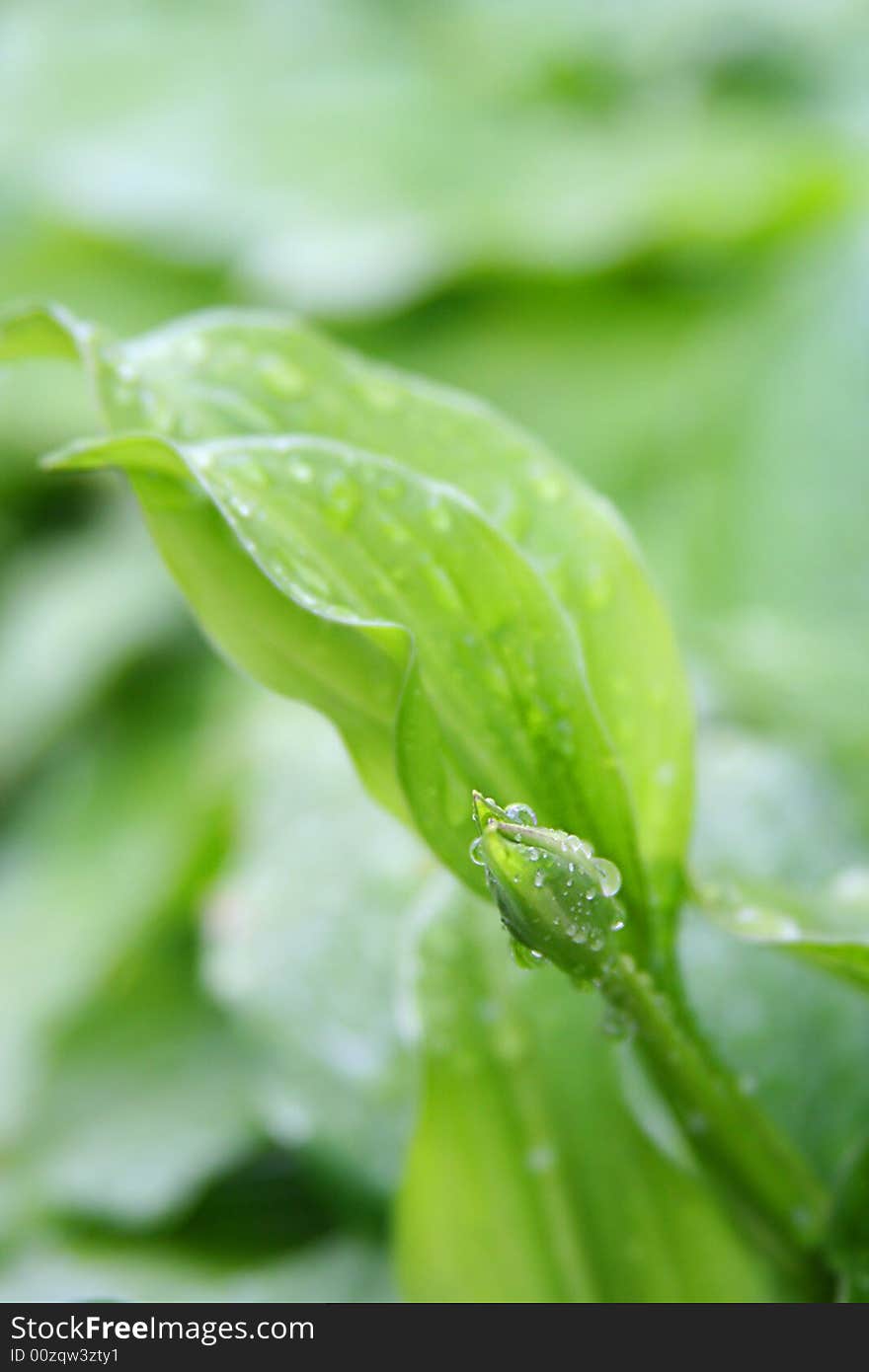 Fresh green grass (shallow Dof). Fresh green grass (shallow Dof)