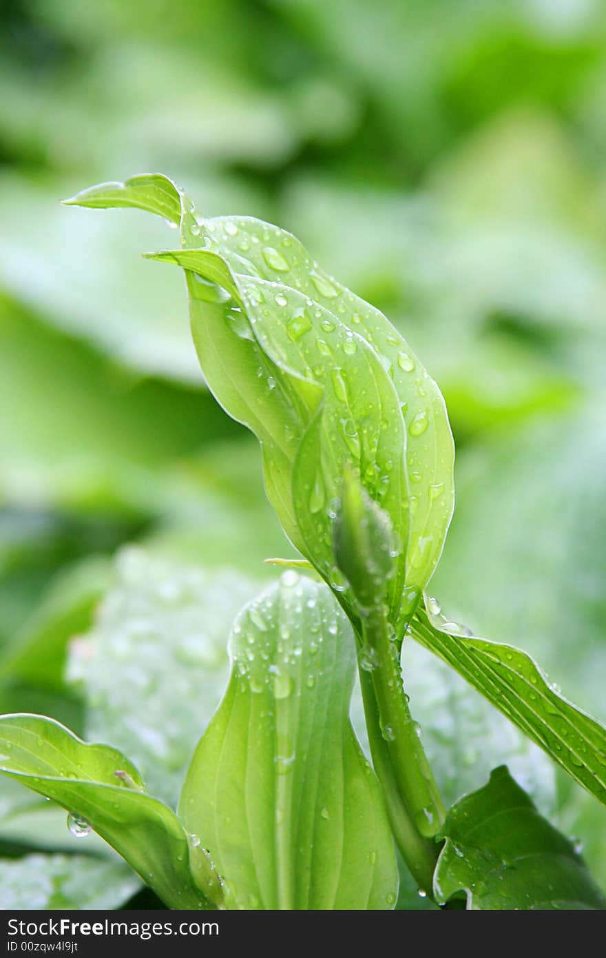 Fresh green grass with water drops