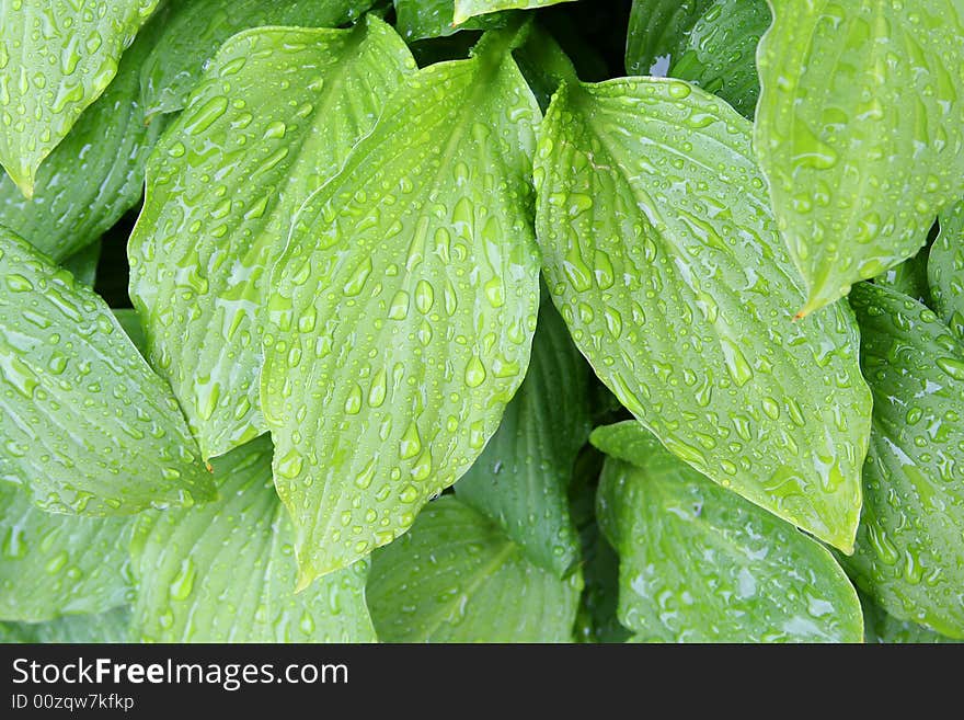 Fresh green grass with rain drops. Fresh green grass with rain drops