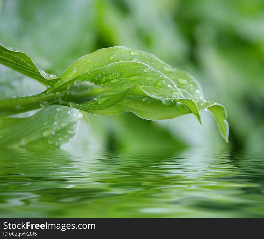 Fresh green grass (shallow Dof). Fresh green grass (shallow Dof)