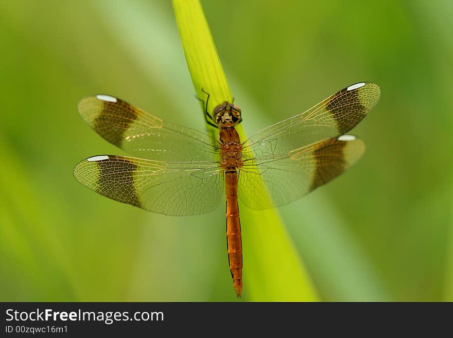 Dragonfly rest wing back pose. Dragonfly rest wing back pose