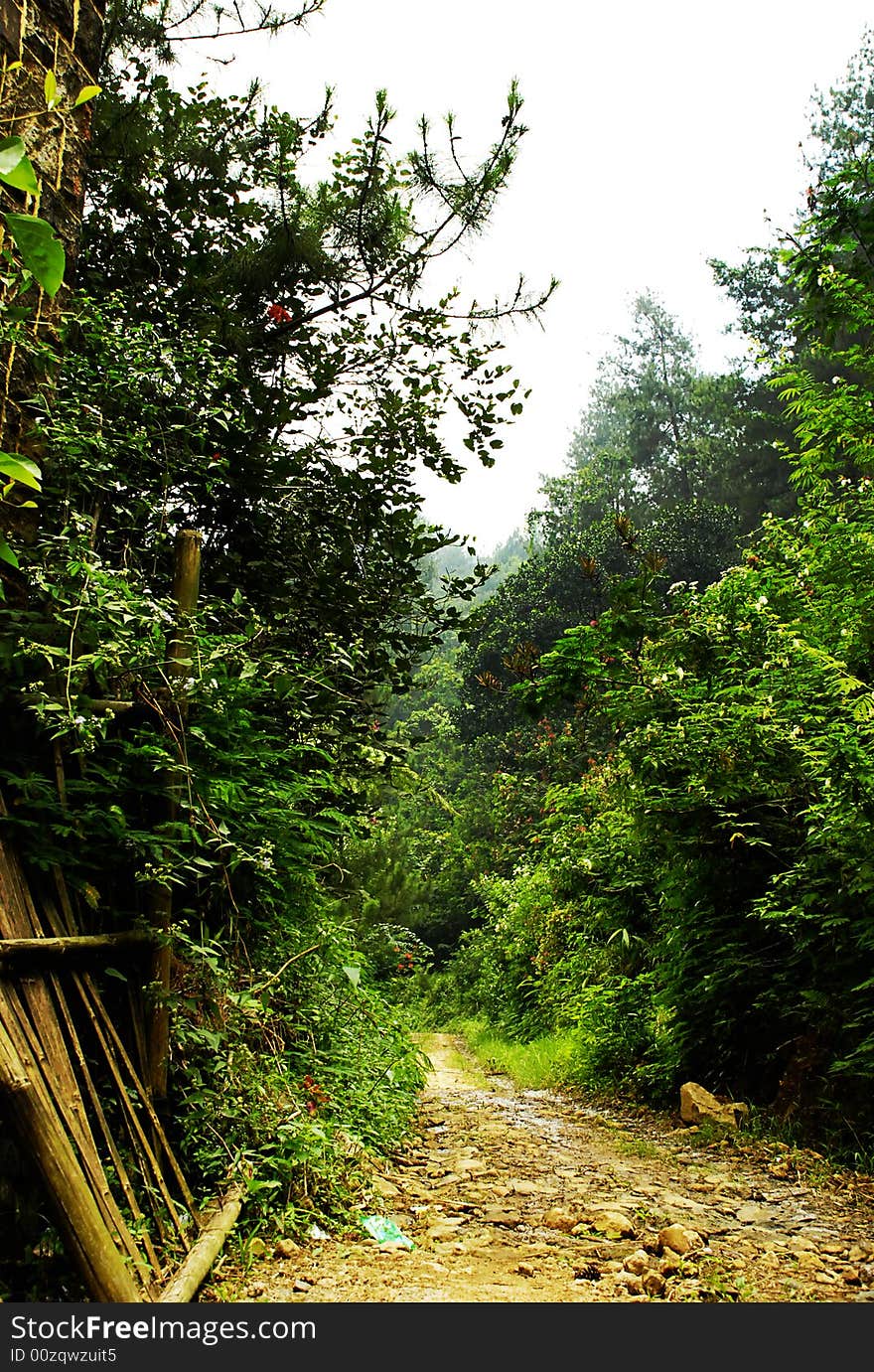 Pathway to dense tropical forest at east java. Pathway to dense tropical forest at east java