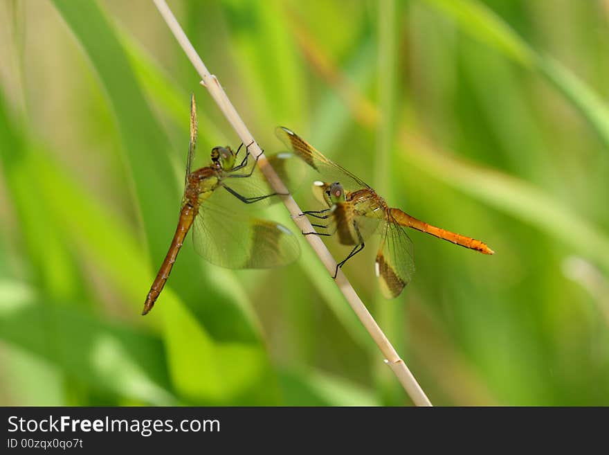 Dragonflies two approaching flirting rest. Dragonflies two approaching flirting rest