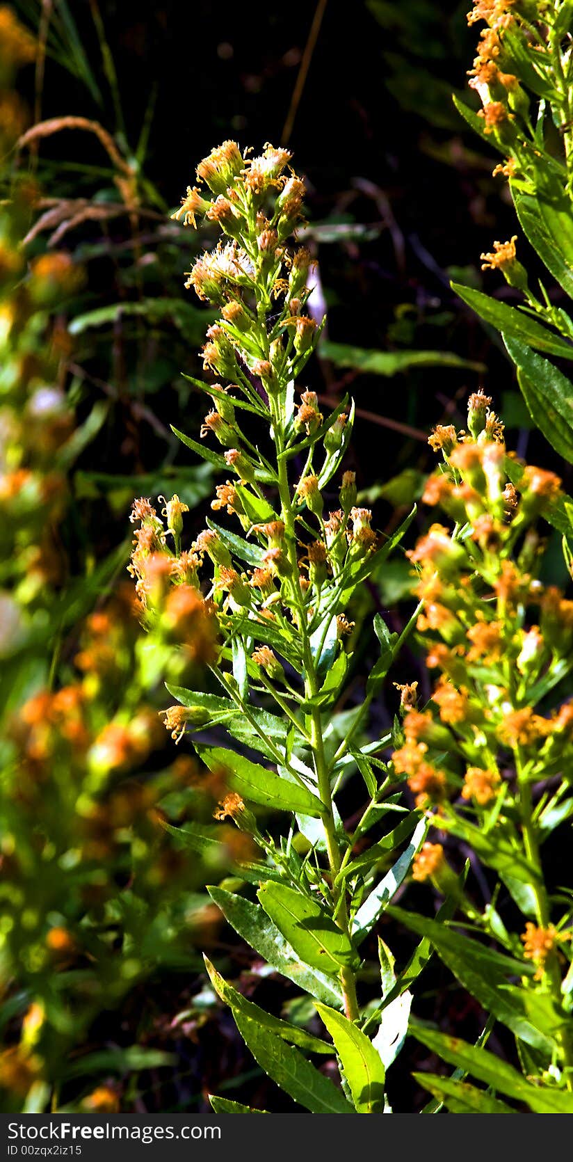 Close-up of a yellow flower on green background