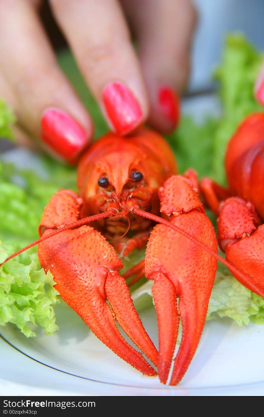 Red lobster on a plate. Red lobster on a plate