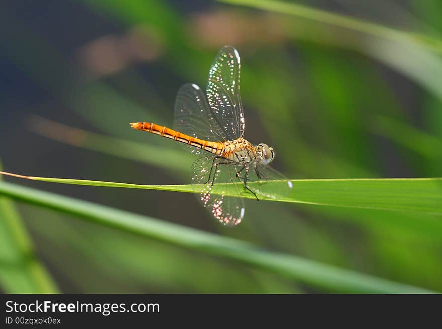 Dragonfly horizontal rest orange transparent. Dragonfly horizontal rest orange transparent