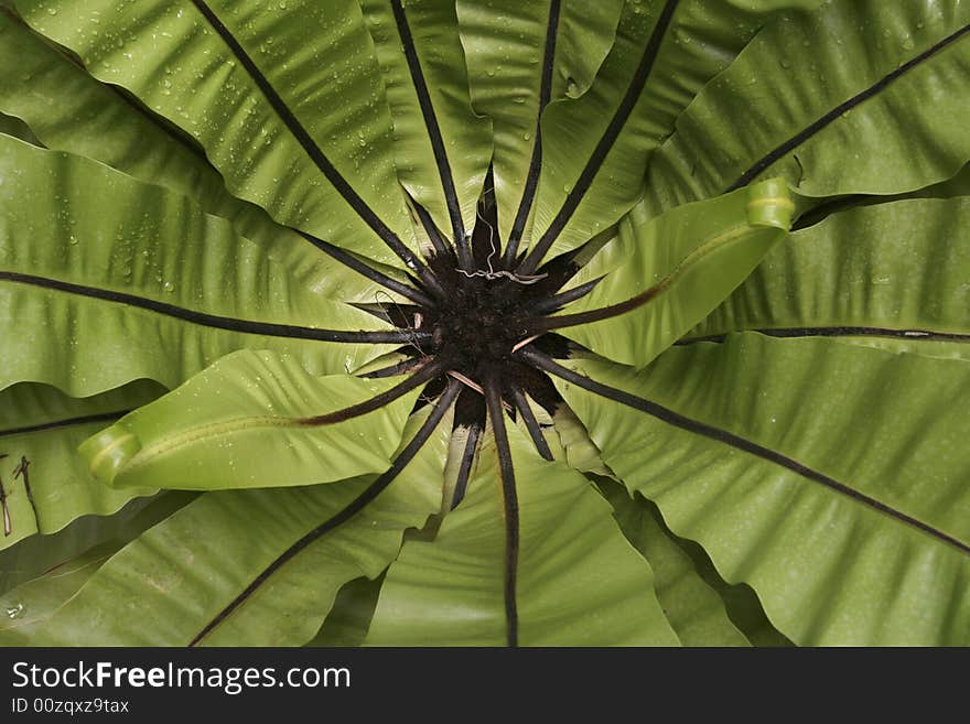 Symmetrical leaves of a green plant froming a geen bowl. Symmetrical leaves of a green plant froming a geen bowl