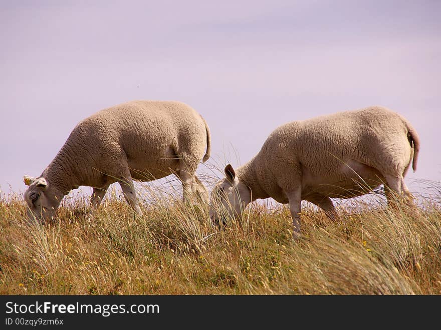 Two grown-up lambs at the top of a sand dune. Two grown-up lambs at the top of a sand dune