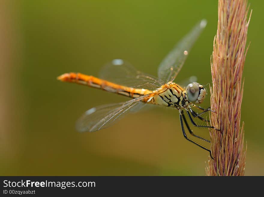 Dragonfly horizontal pose vertical holder. Dragonfly horizontal pose vertical holder