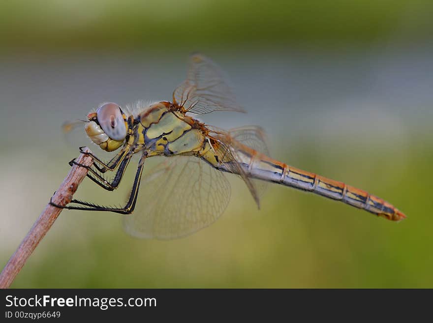 Dragonfly horizontal legs eye stable. Dragonfly horizontal legs eye stable