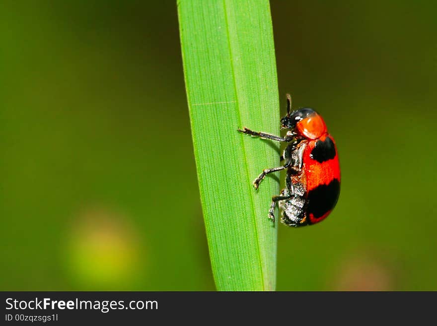 The bug on the plant with a green background