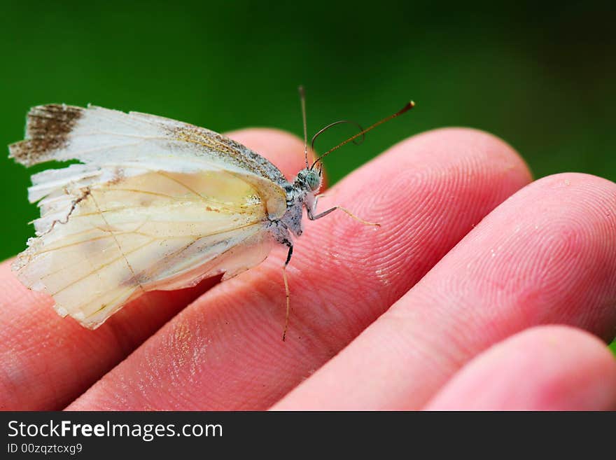 This butterfly has knocked down in the spider web, I have rescued it down!. This butterfly has knocked down in the spider web, I have rescued it down!