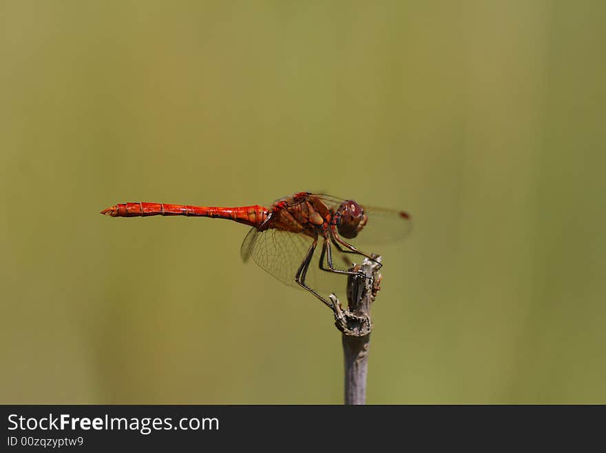 Red dragonfly horizontal side stand. Red dragonfly horizontal side stand