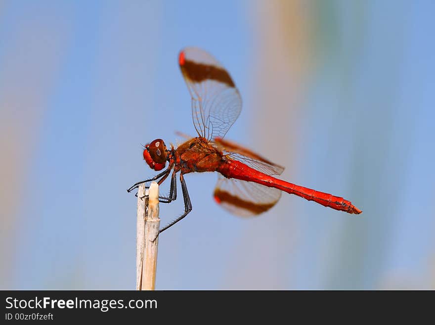 Red dragonfly left side profile. Red dragonfly left side profile