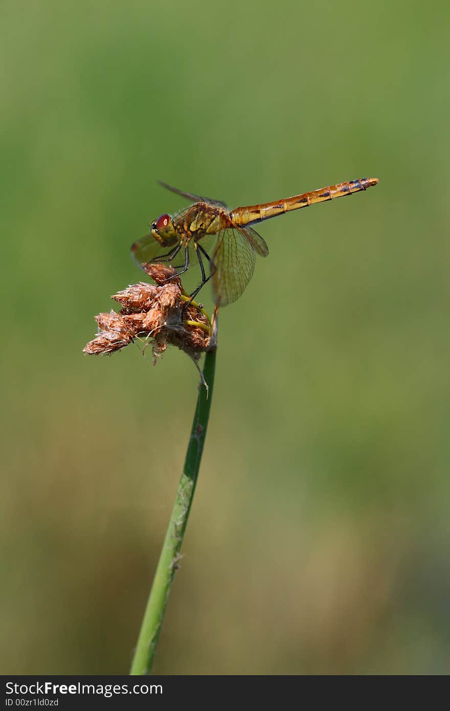 Dragonfly flower rest sharp zoology. Dragonfly flower rest sharp zoology