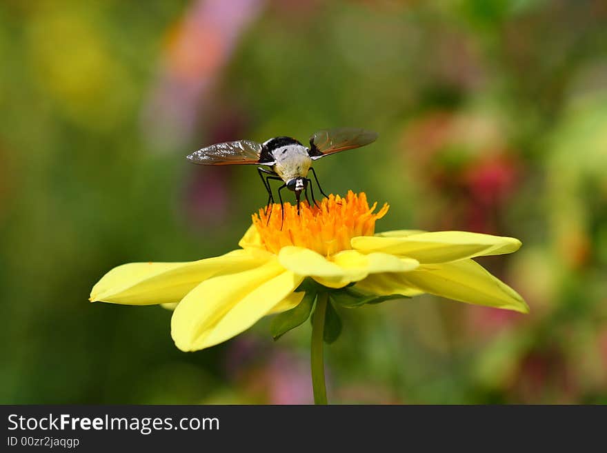 A bee-like insect is sucking nectar of a beautiful flower. A bee-like insect is sucking nectar of a beautiful flower