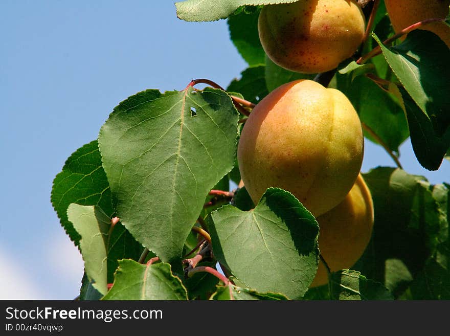 Apricots in tree