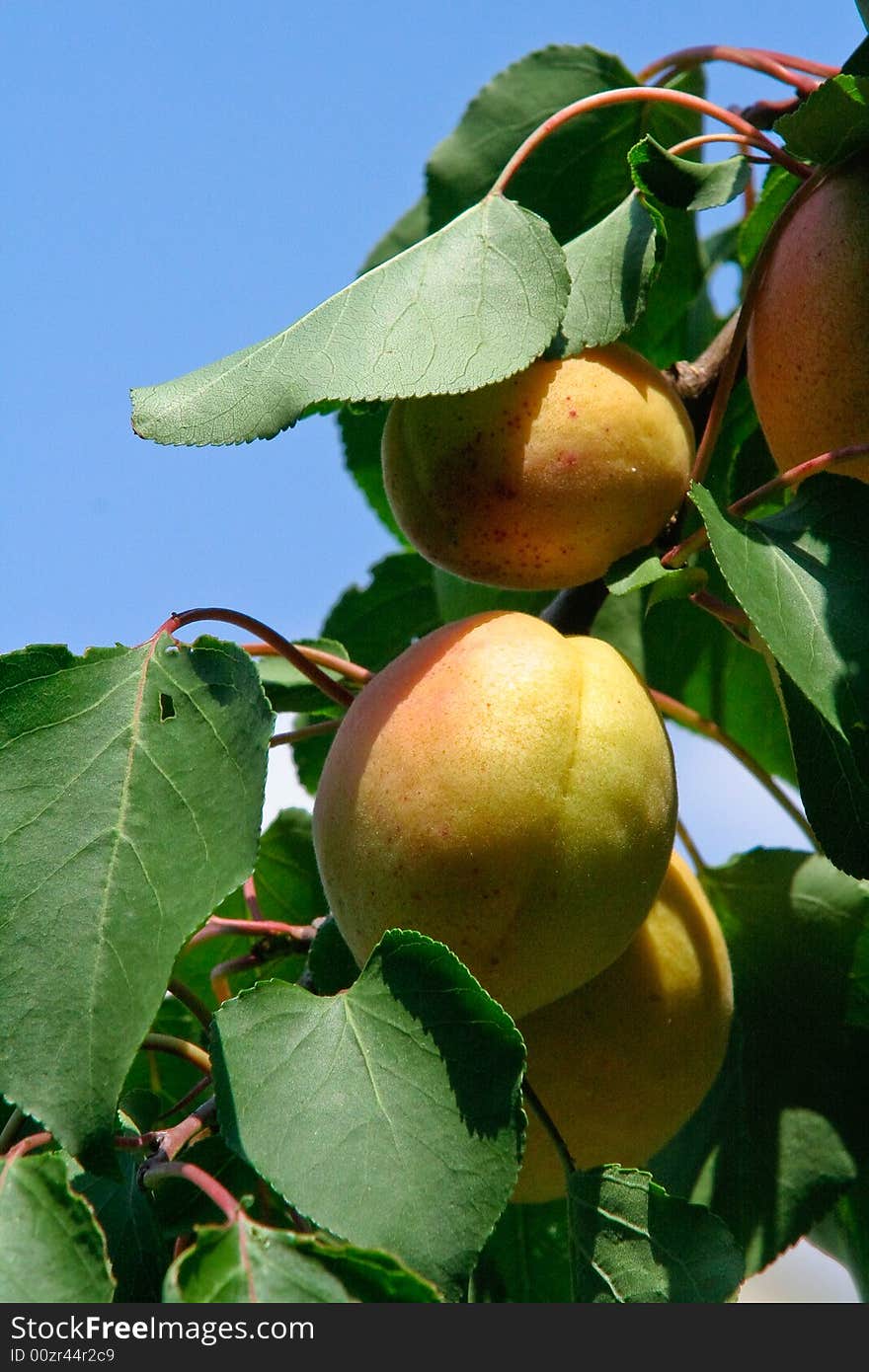 Apricots fruits in the tree, with green leafs. Vertical view. Apricots fruits in the tree, with green leafs. Vertical view.