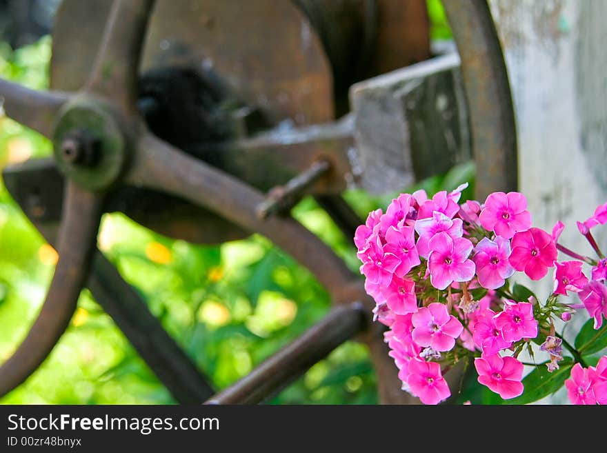 Pink flowers with a fountain wheel in background.