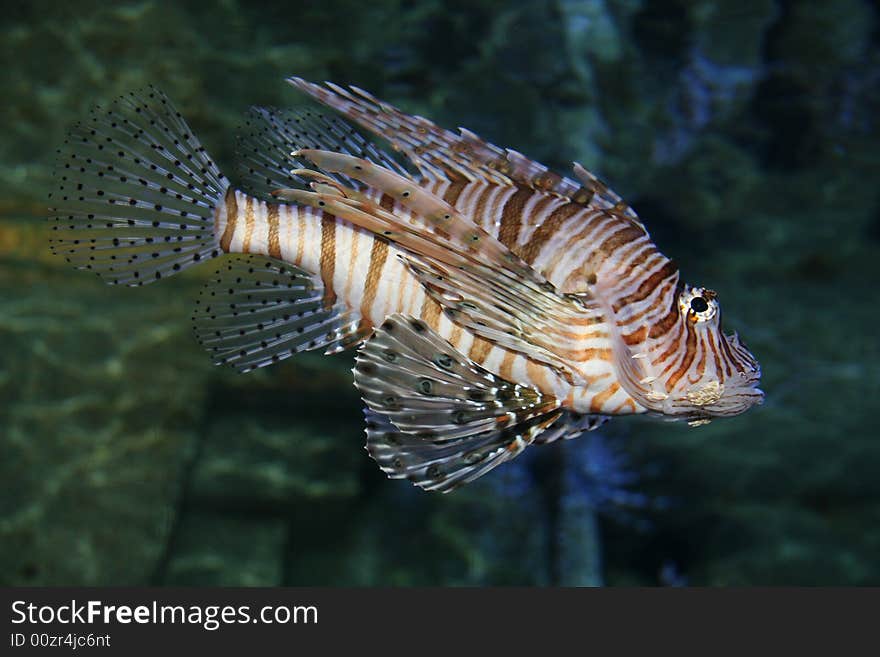 Red lionfish in a submarine world