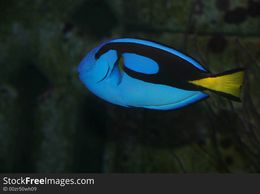 Surgeonfish in a submarine world