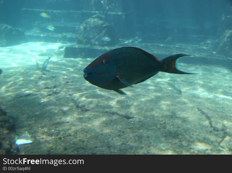 Triggerfish in a submarine world