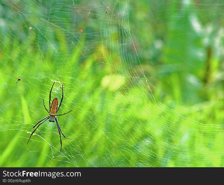 Spider Waiting On The Web