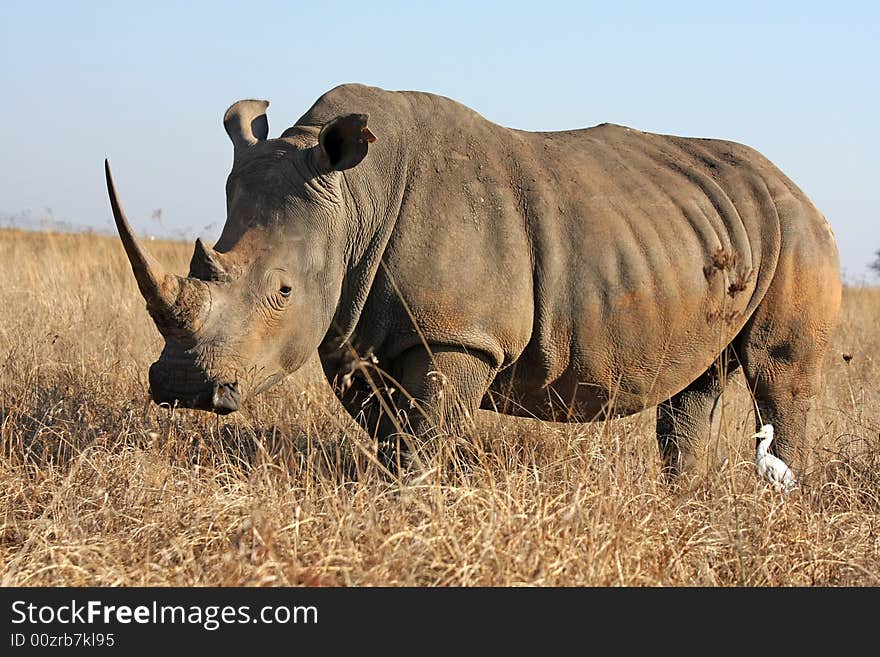 Rhino Walking In The Field