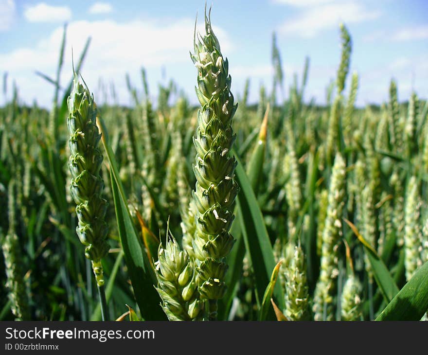 Wheat field