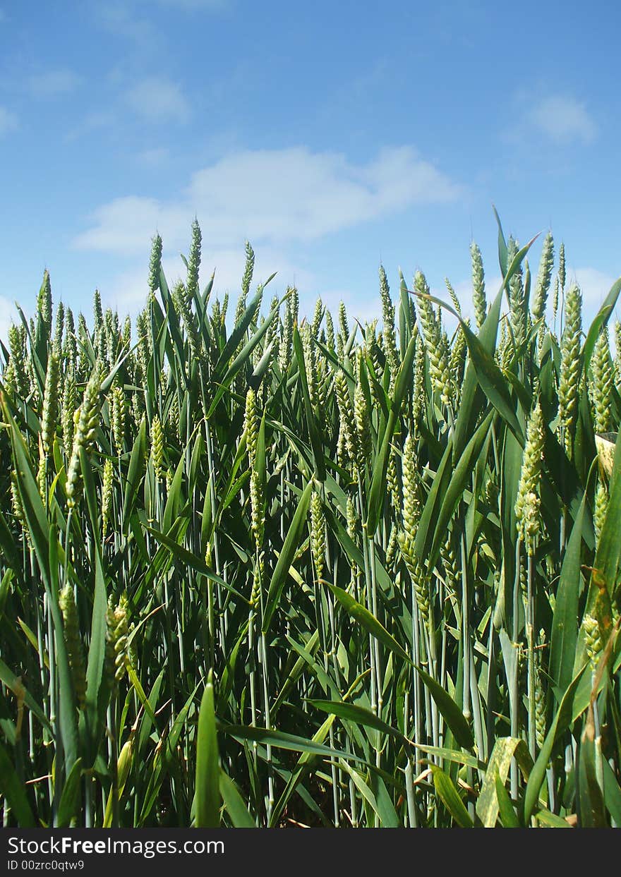 Wheat field