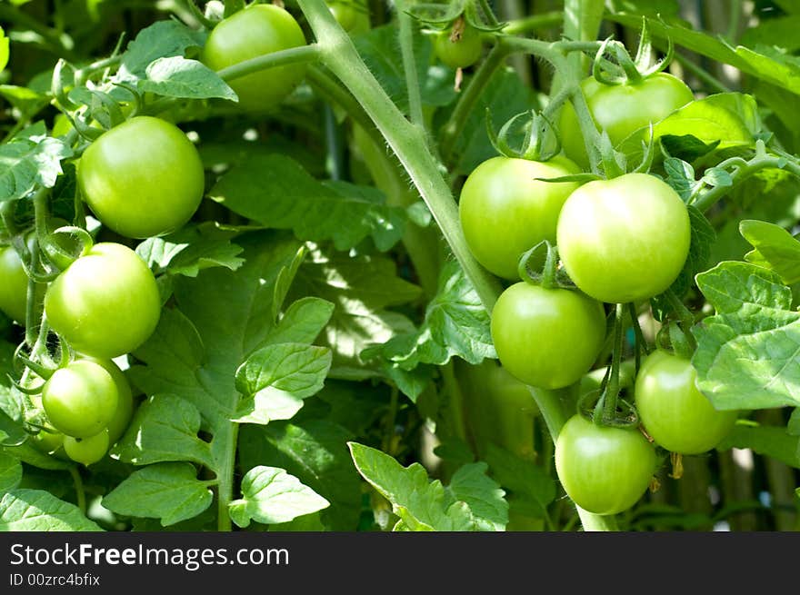 Tomato plant in the garden