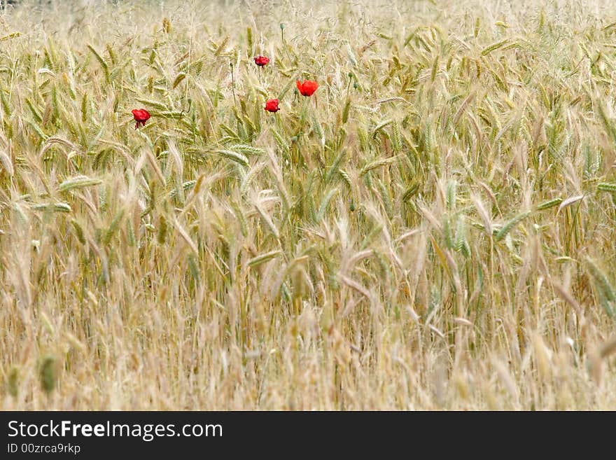 Wheat and poppies