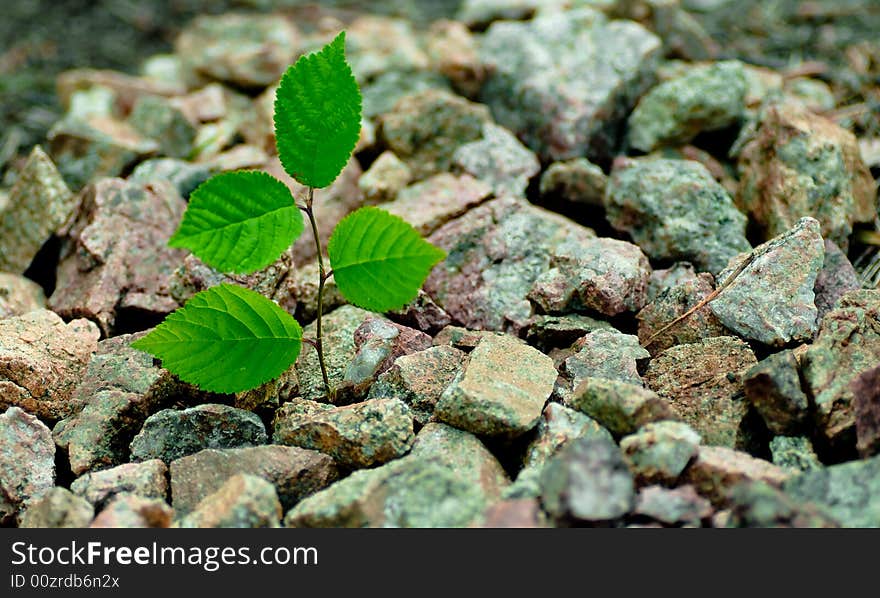 Plant in stones