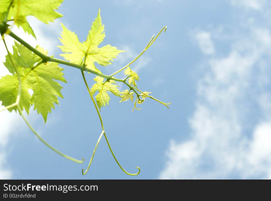 Grape plant on sky background