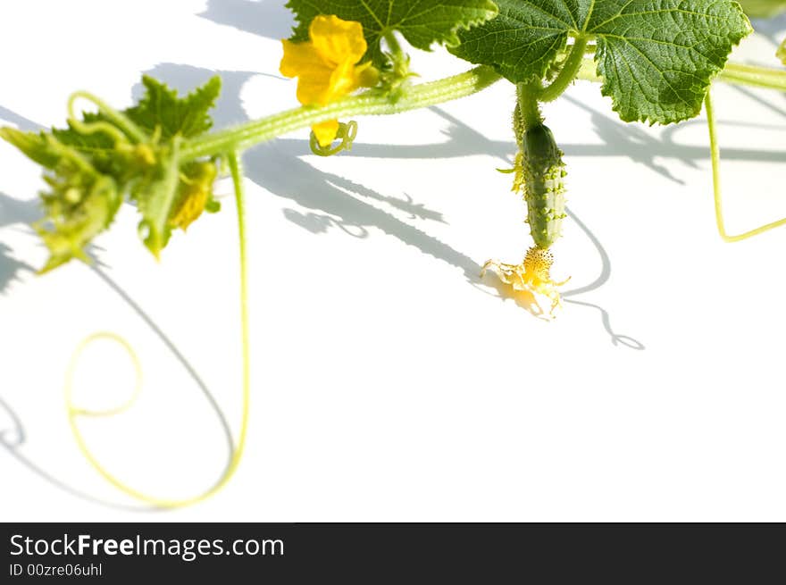 Bullish cucumbers on white background