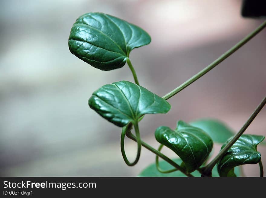 Clematis Vine(Clematis ligusticifolia)