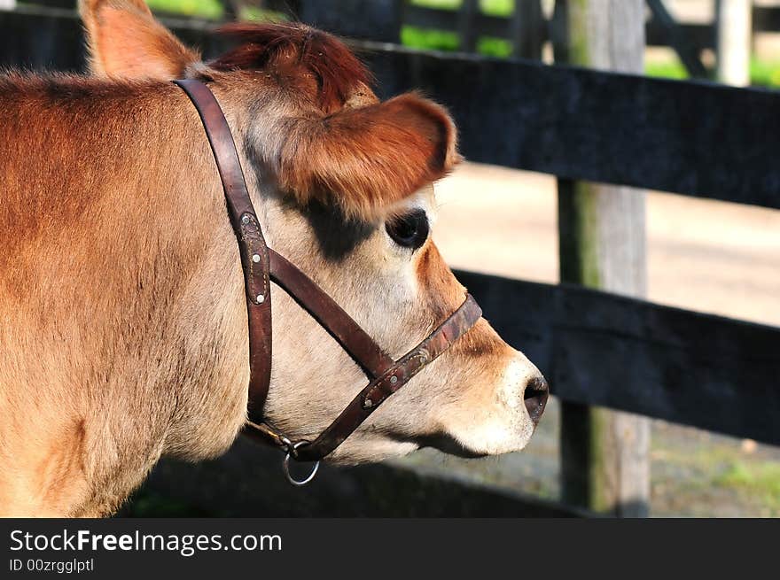 Dairy Cow by Fence