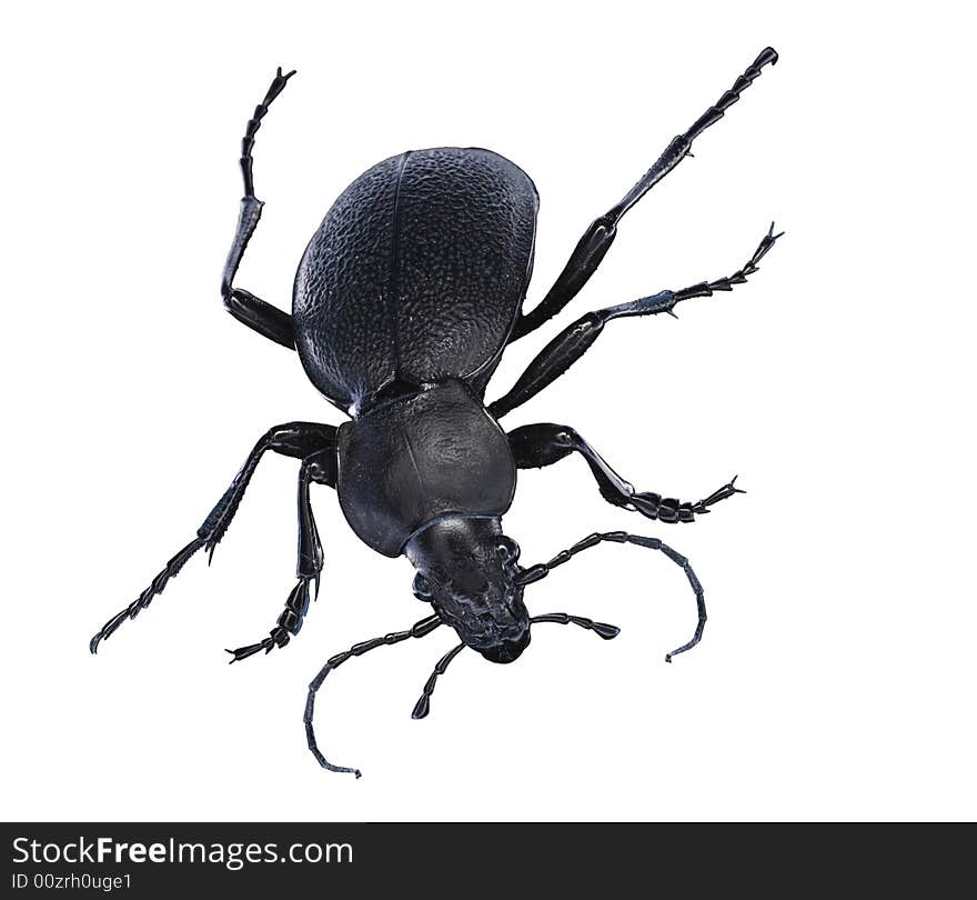 Isolated black beetle