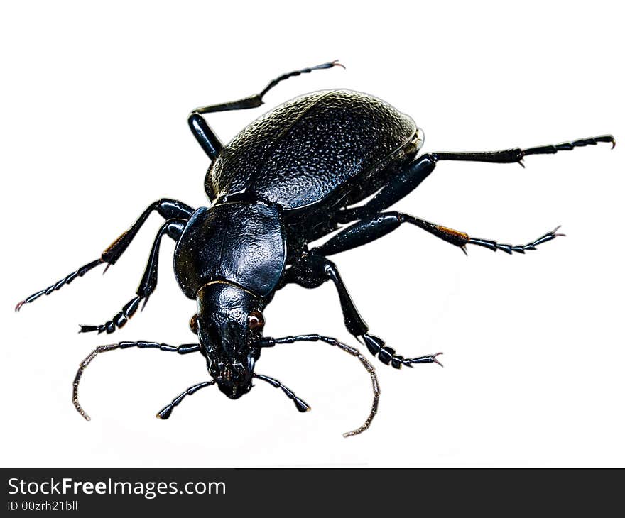 Isolated black beetle