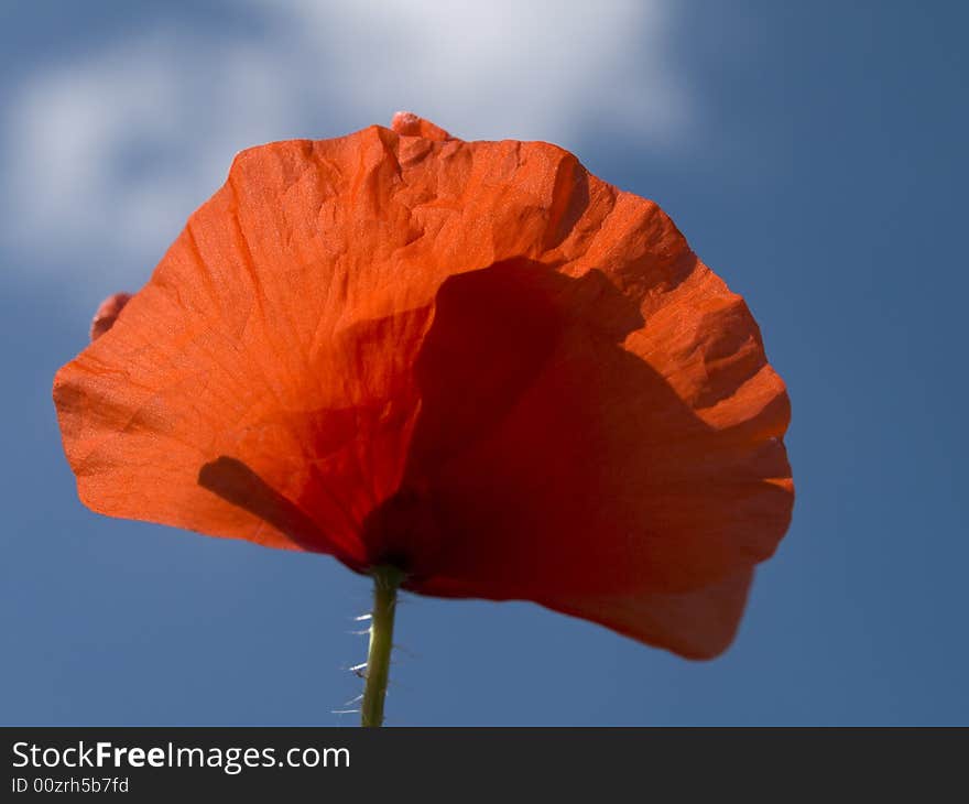 Red corn poppy in front of blue sky