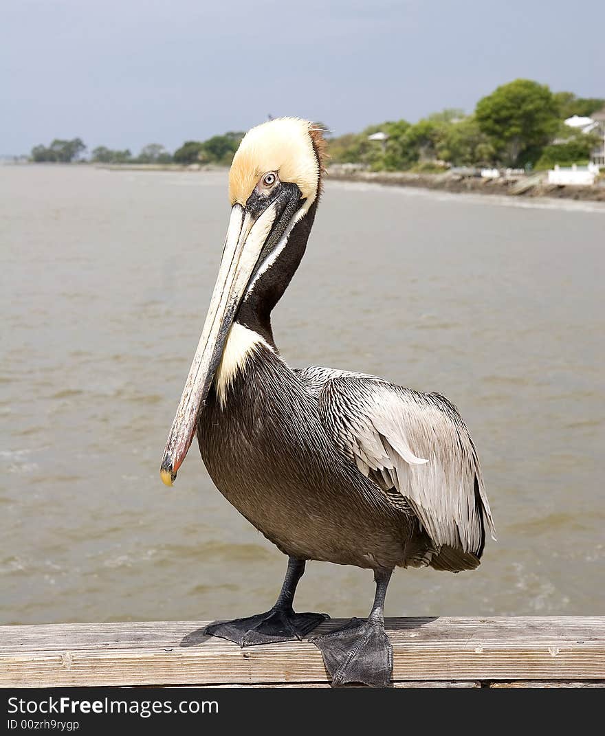 Pelican Posing on Pier