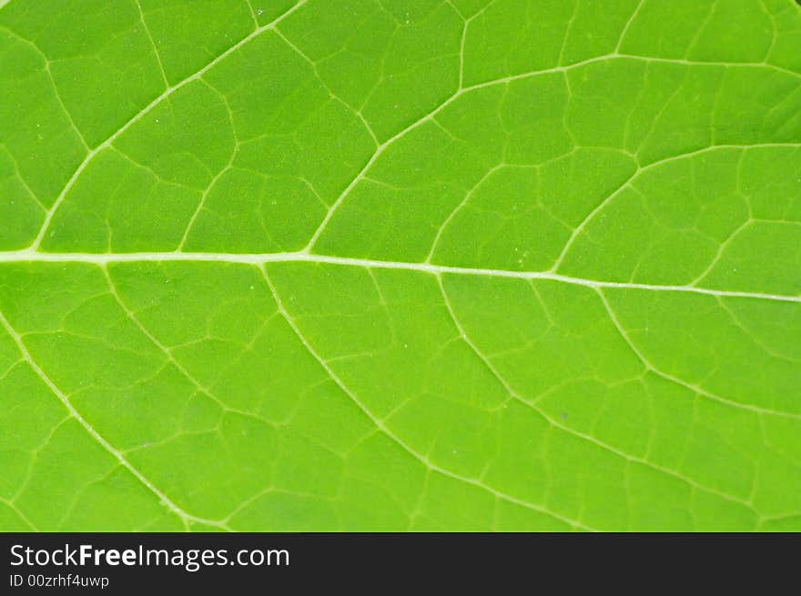 Macro grean leaf texture for background