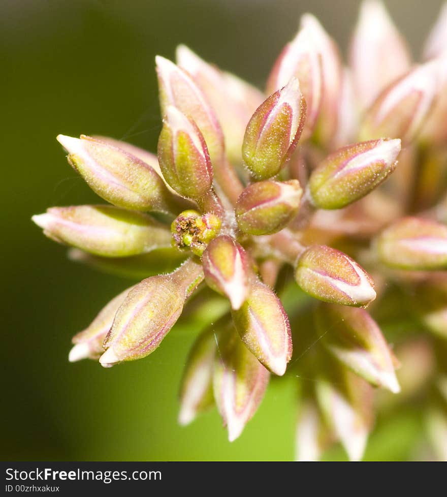 Flower macro