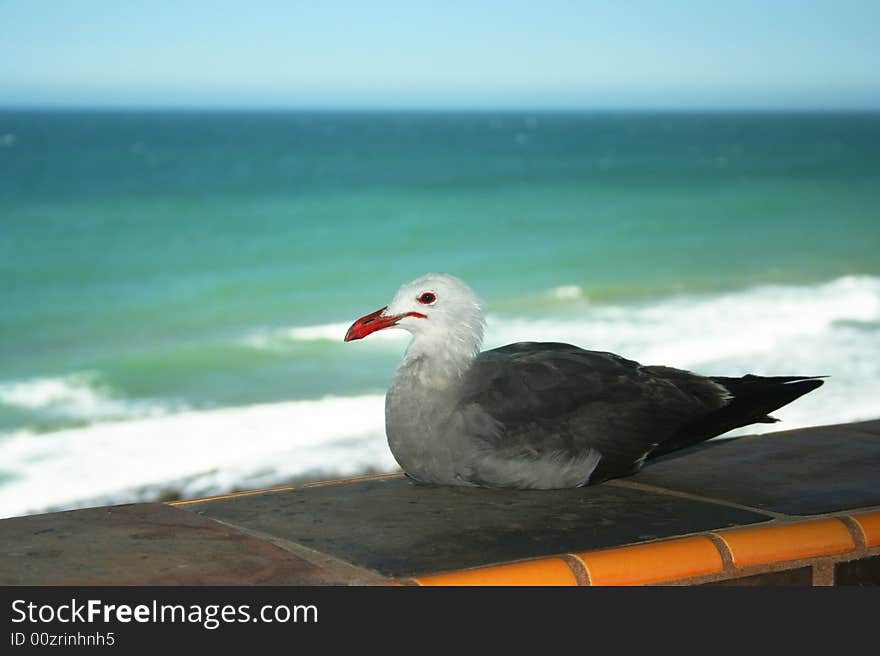 A Heermann's Gull Rests on a Tiled Wall with the Sea of Cortez in the Distance. A Heermann's Gull Rests on a Tiled Wall with the Sea of Cortez in the Distance